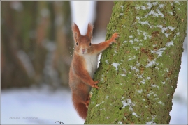 <p>VEVERKA OBECNÁ (Sciurus vulgaris) /Red squirrel - Eichhörnchen/</p>